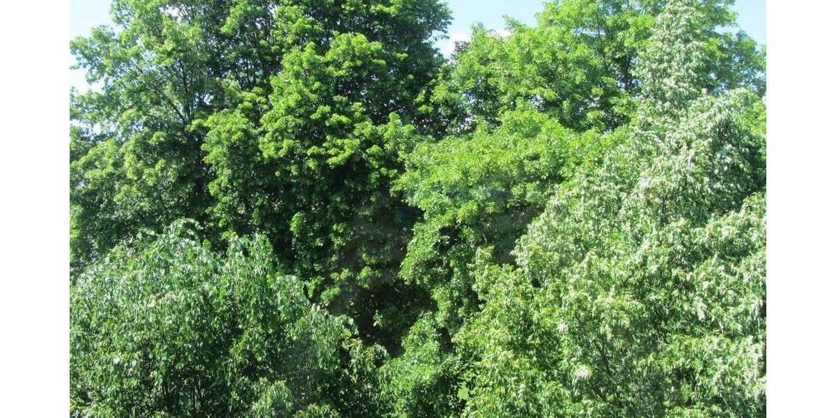 Etagenwohnung Alfter / Bonn Oedekoven - 2 Zimmer, 57 m&sup2;, 239.000&euro; | Angebot:25897493