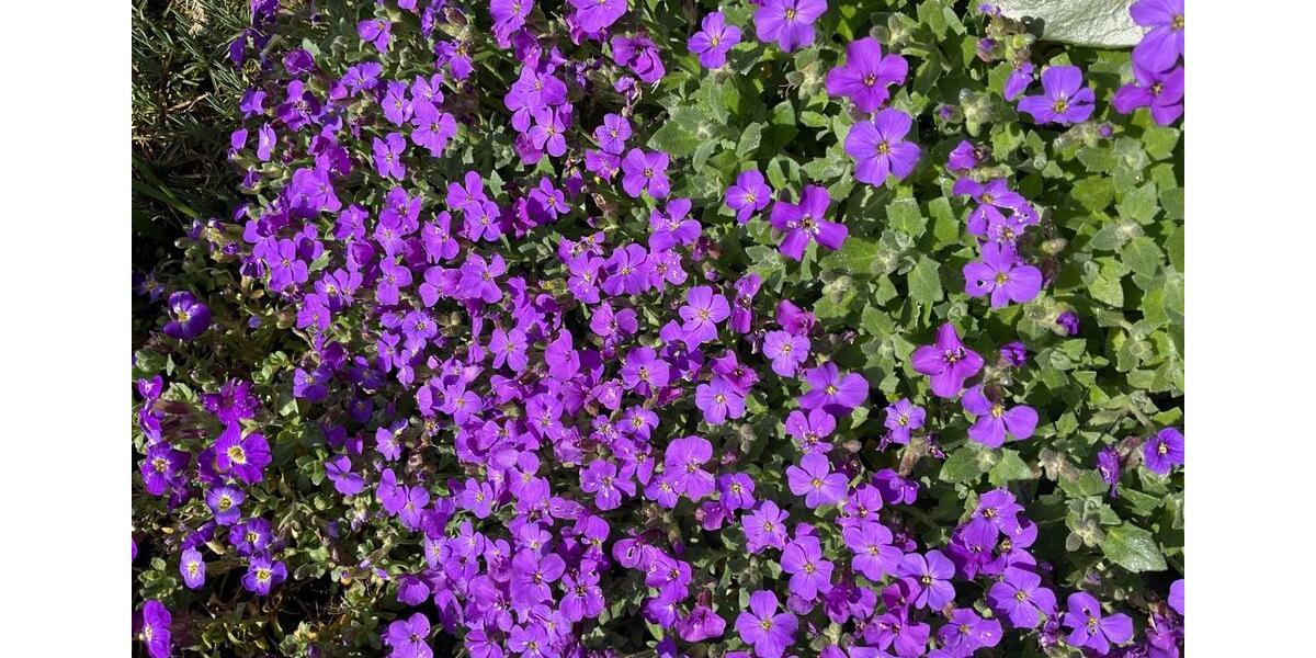 Doppelhaushälfte Düren Rölsdorf - 4 Zimmer, 95 m&sup2;, 200.000&euro; | Angebot:26045241