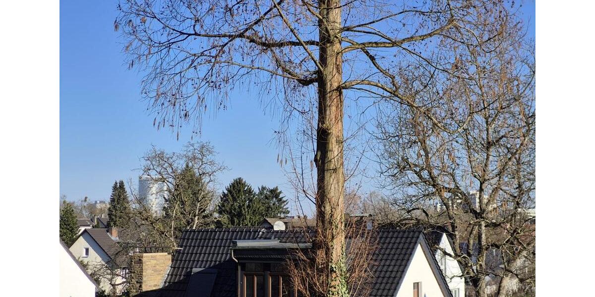 Etagenwohnung Bonn Friesdorf - 3 Zimmer, 70 m&sup2;, 1.700&euro; | Angebot:25405188