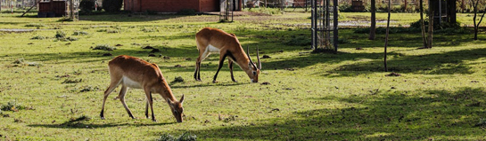Hochwildpark Rheinland Kommern Eifel Wildtiere Natur Familie