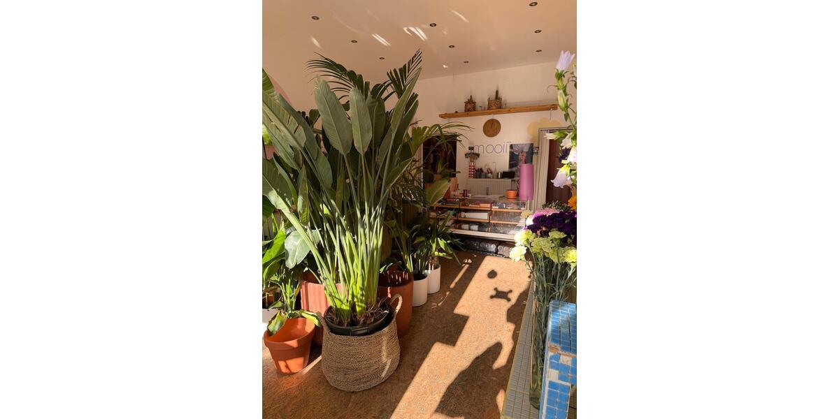 Gewerbeobjekt Köln Nippes - 2.250&euro; | Angebot:25171115