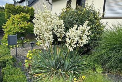 Haus Lohmar - 6 Zimmer, 149 m&sup2;, 639.000&euro; | Angebot:25635861