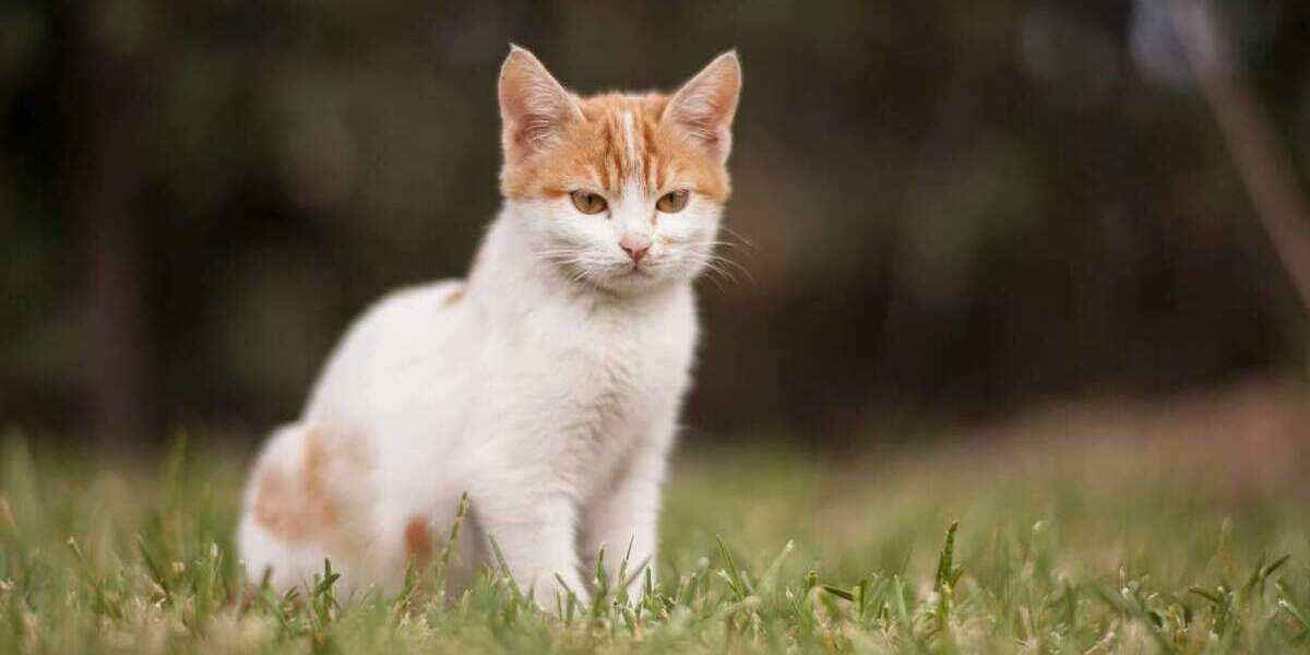 Einfamilienhaus Bergheim Kenten - 6 Zimmer, 123 m&sup2;, 547.179&euro; | Angebot:25738908