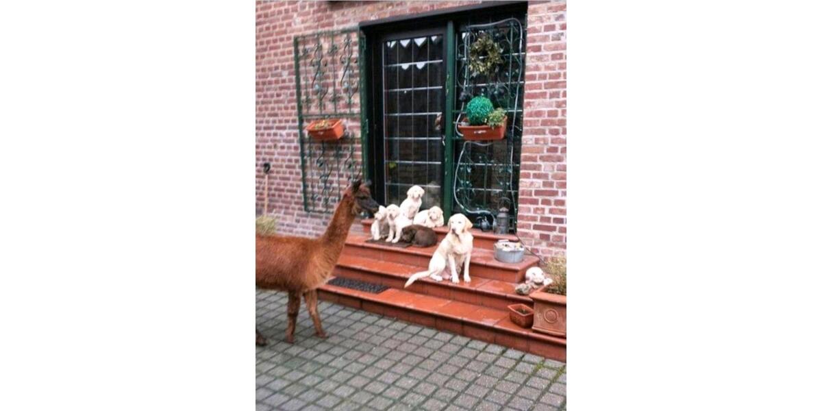 Bauernhaus, Landhaus Merzenich - 520.000&euro; | Angebot:24875528