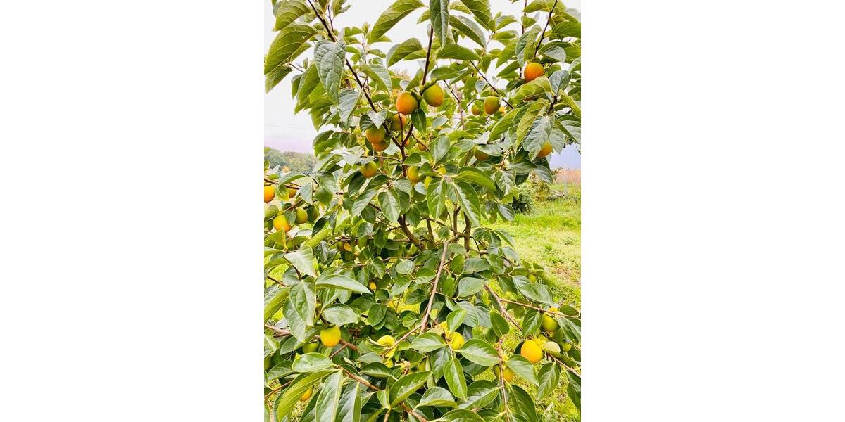 Einfamilienhaus Vettweiß - 8 Zimmer, 260 m&sup2;, 389.000&euro; | Angebot:25844064